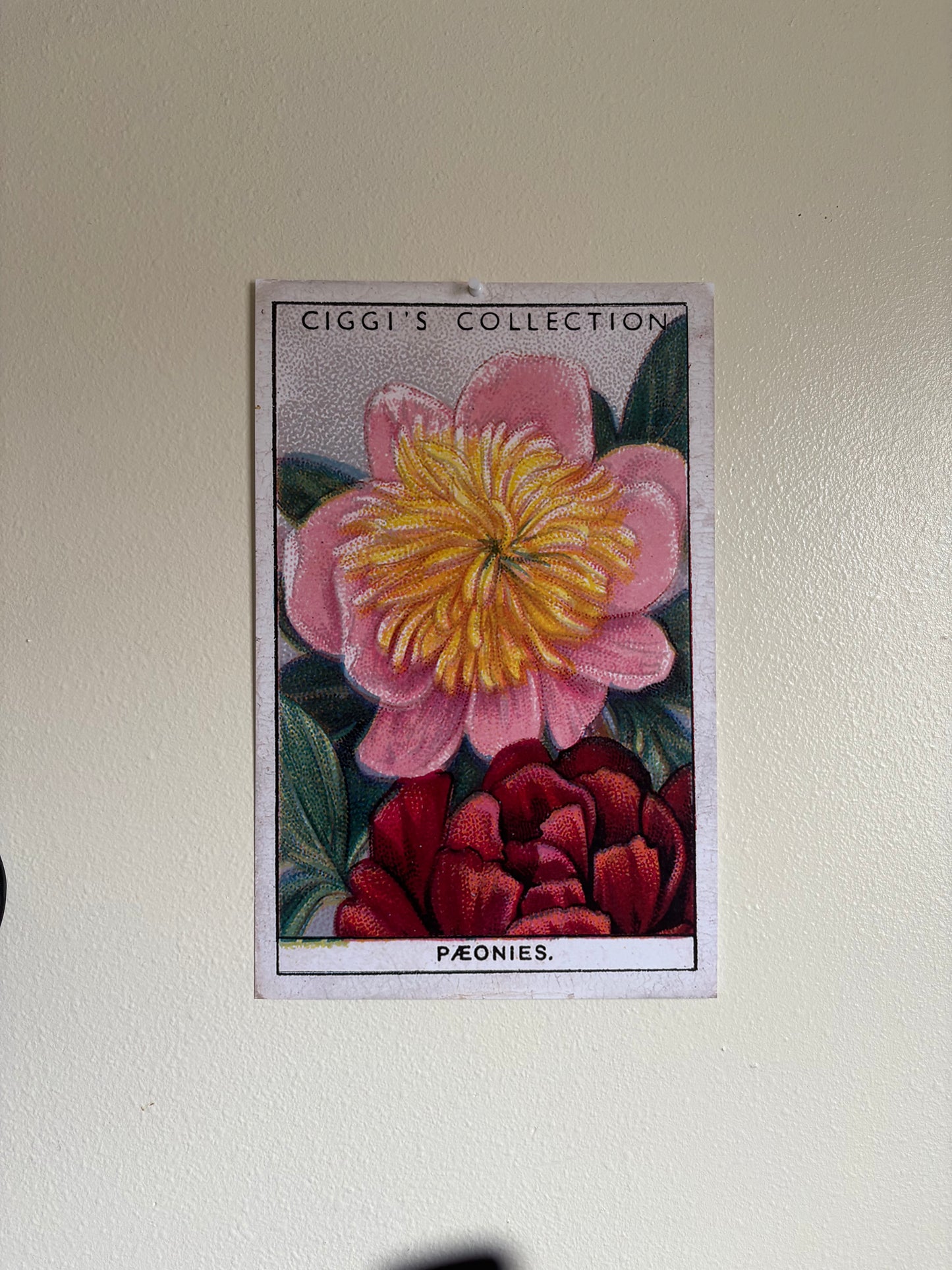 Vintage Peonies Flower Print | 1930s Cigarette Card Art