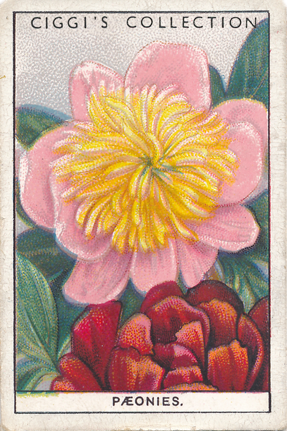 Garden Flowers 2 Posters