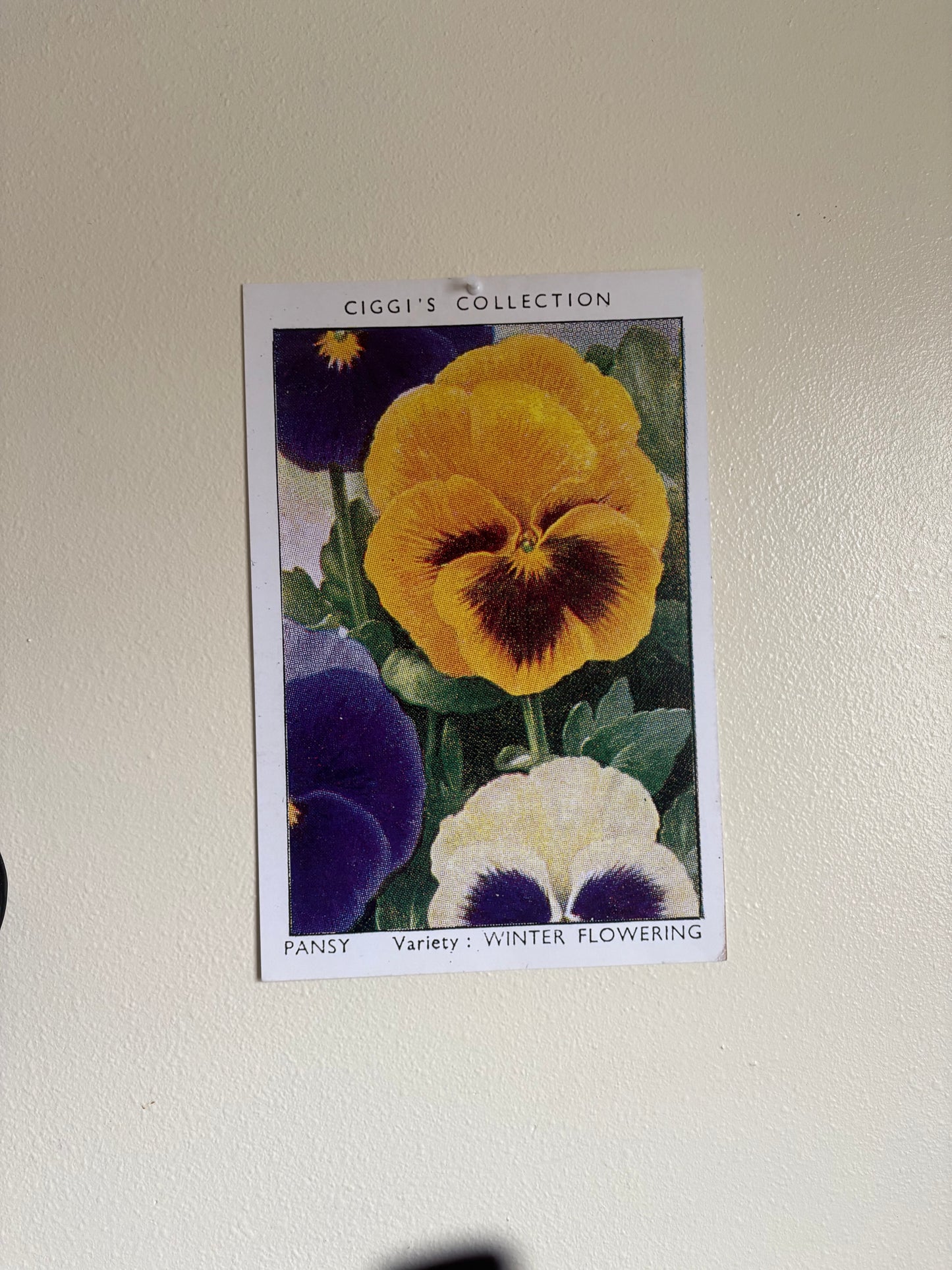 Vintage Pansy Flower Print | 1930s Cigarette Card Art