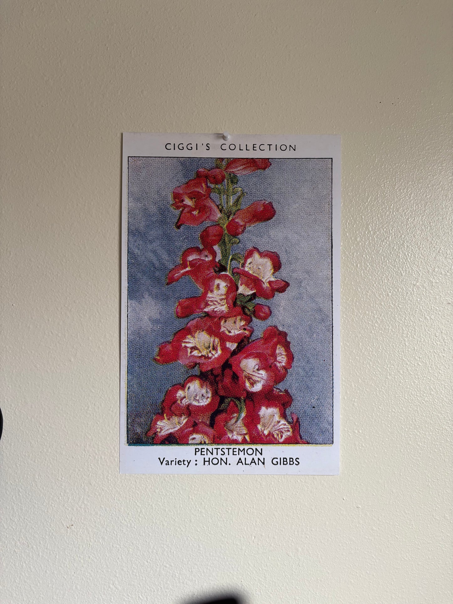 Vintage Penstemon Beardtongue Print | 1930s Cigarette Card Art