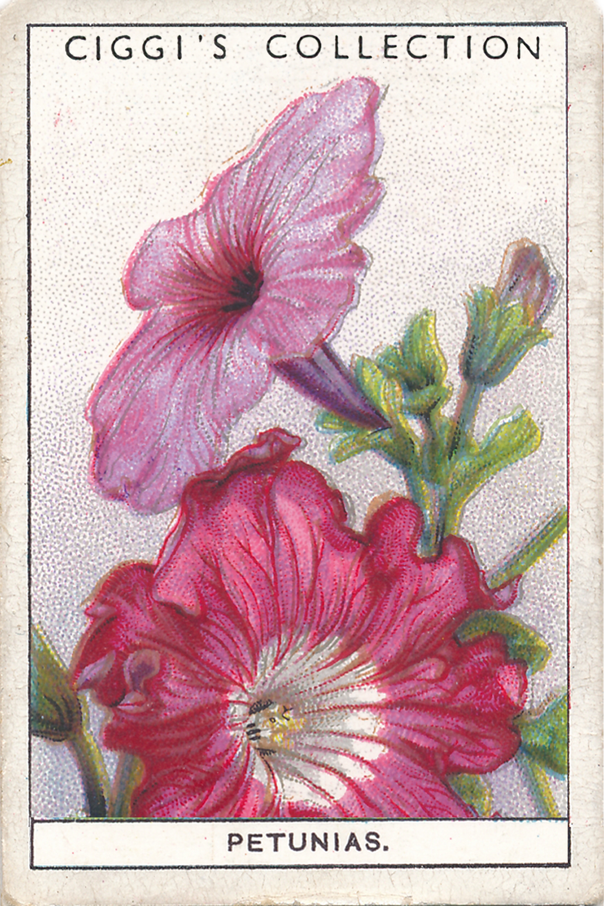 Garden Flowers 2 Posters
