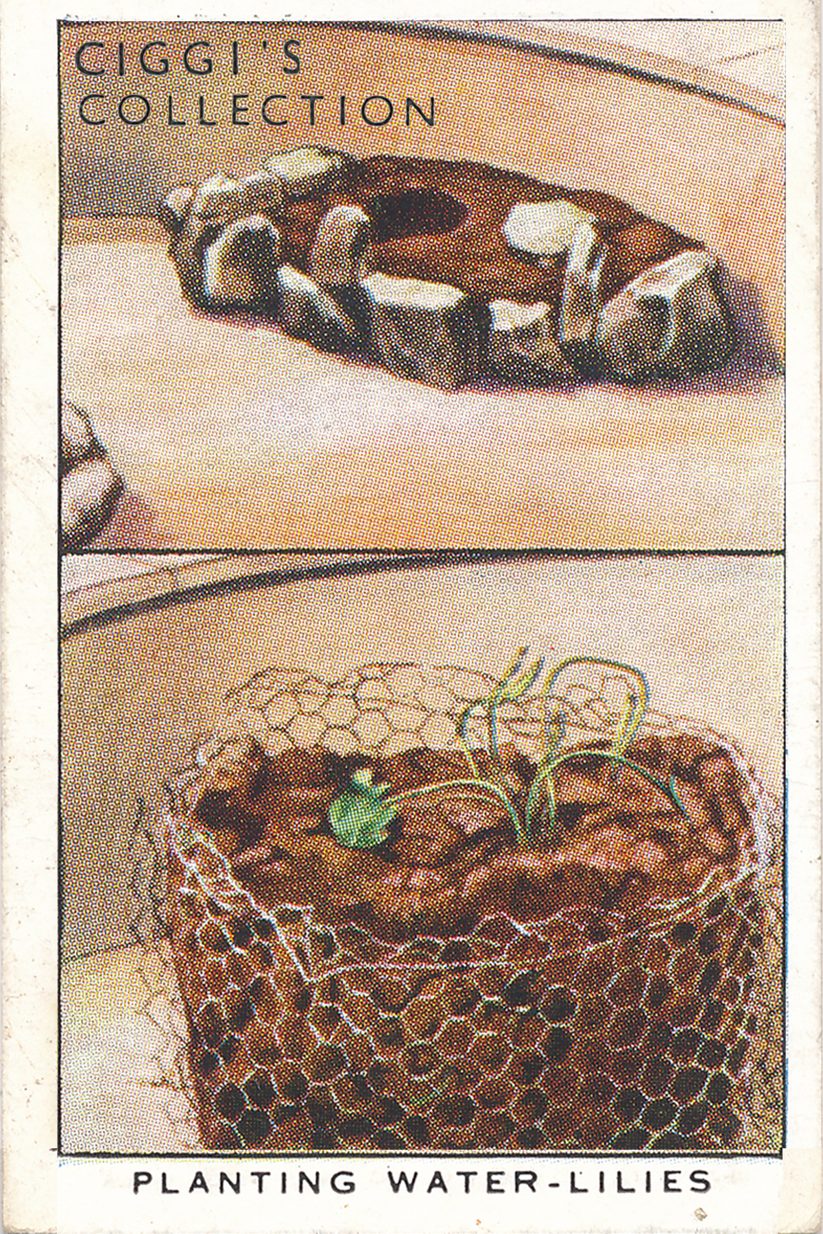 Garden Hints Posters