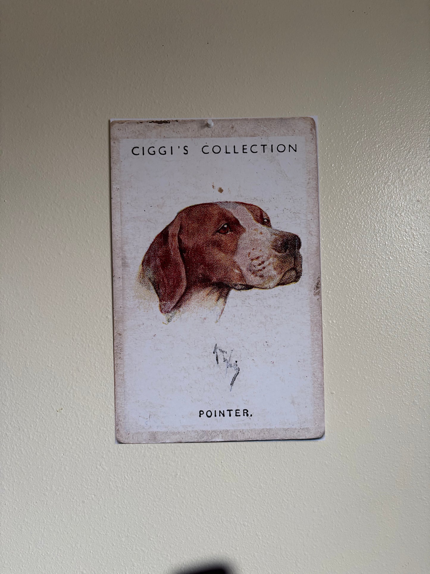 Vintage Pointer Dog Print | 1930s Cigarette Card Art