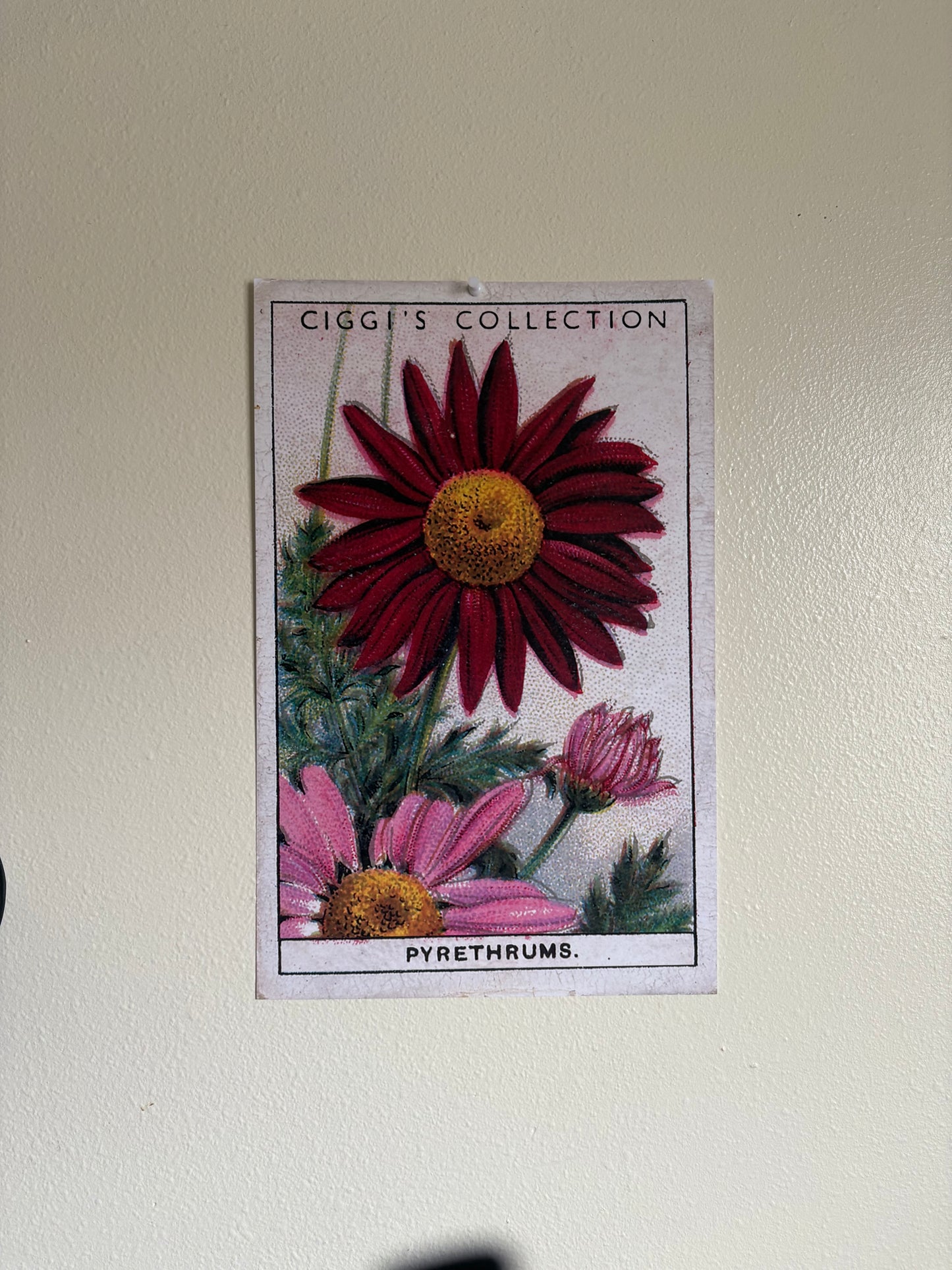 Vintage Pyrethrum Painted Daisy Print | 1930s Cigarette Card Art