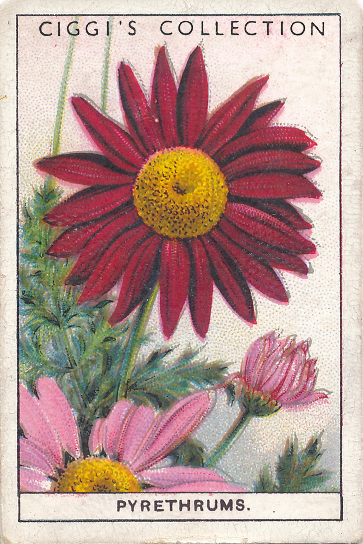 Garden Flowers 2 Posters