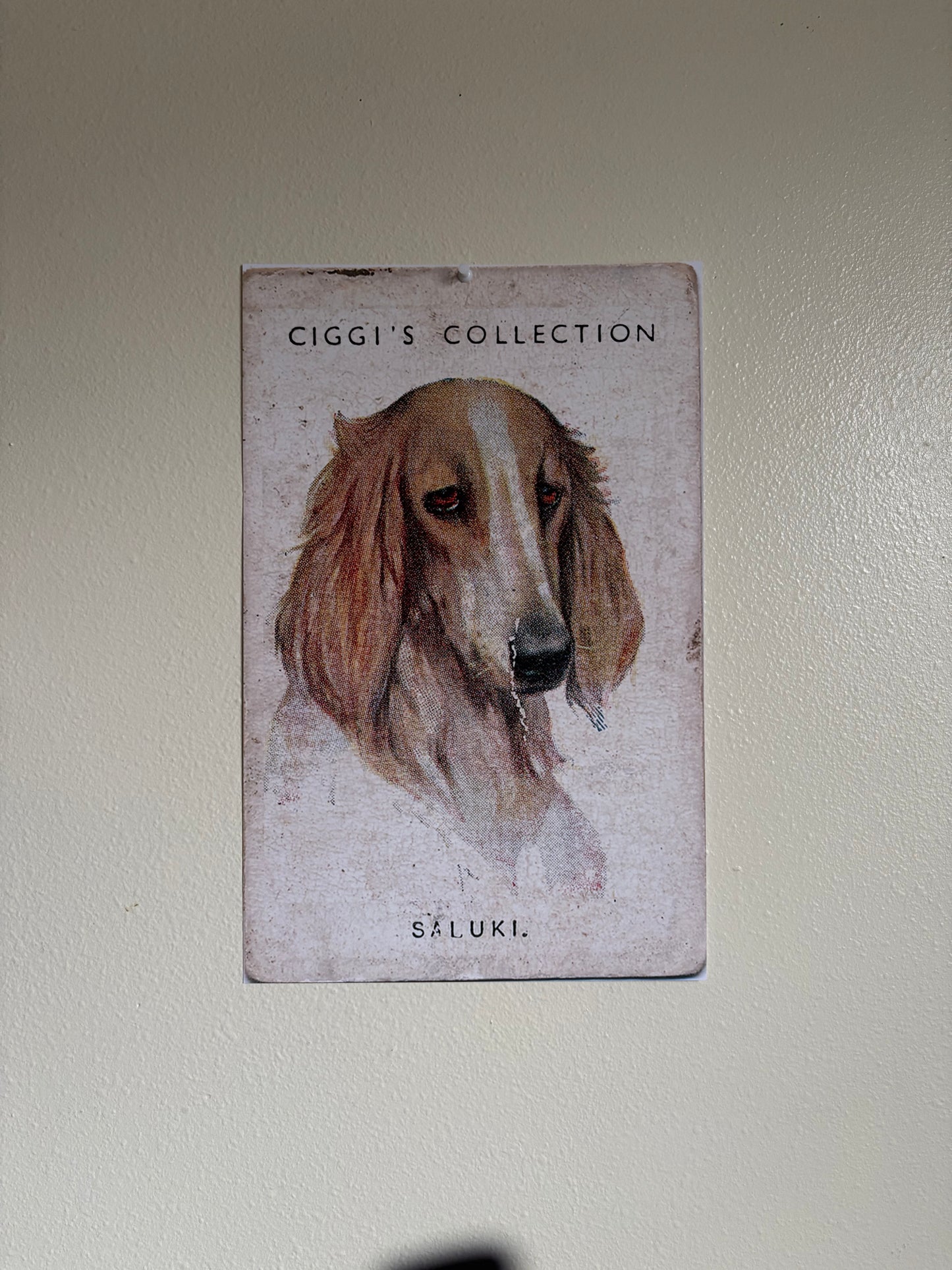 Vintage Saluki Dog Print | 1930s Cigarette Card Art