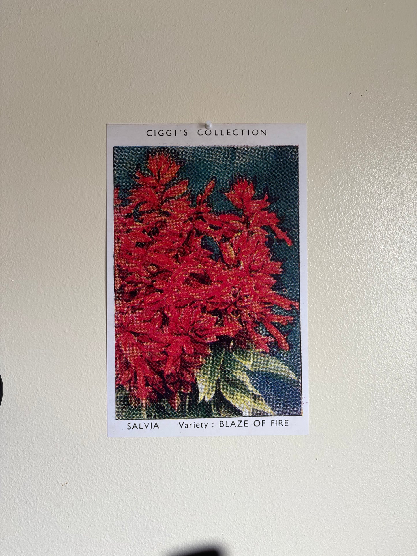 Vintage Salvia Sage Flower Print | 1930s Cigarette Card Art