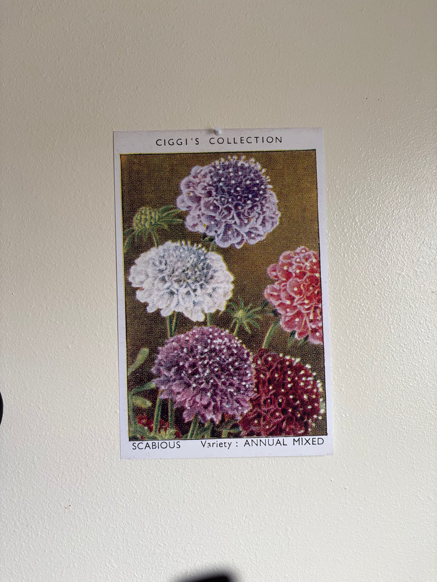 Vintage Scabious Pincushion Flower Print #1 | 1930s Cigarette Card Art