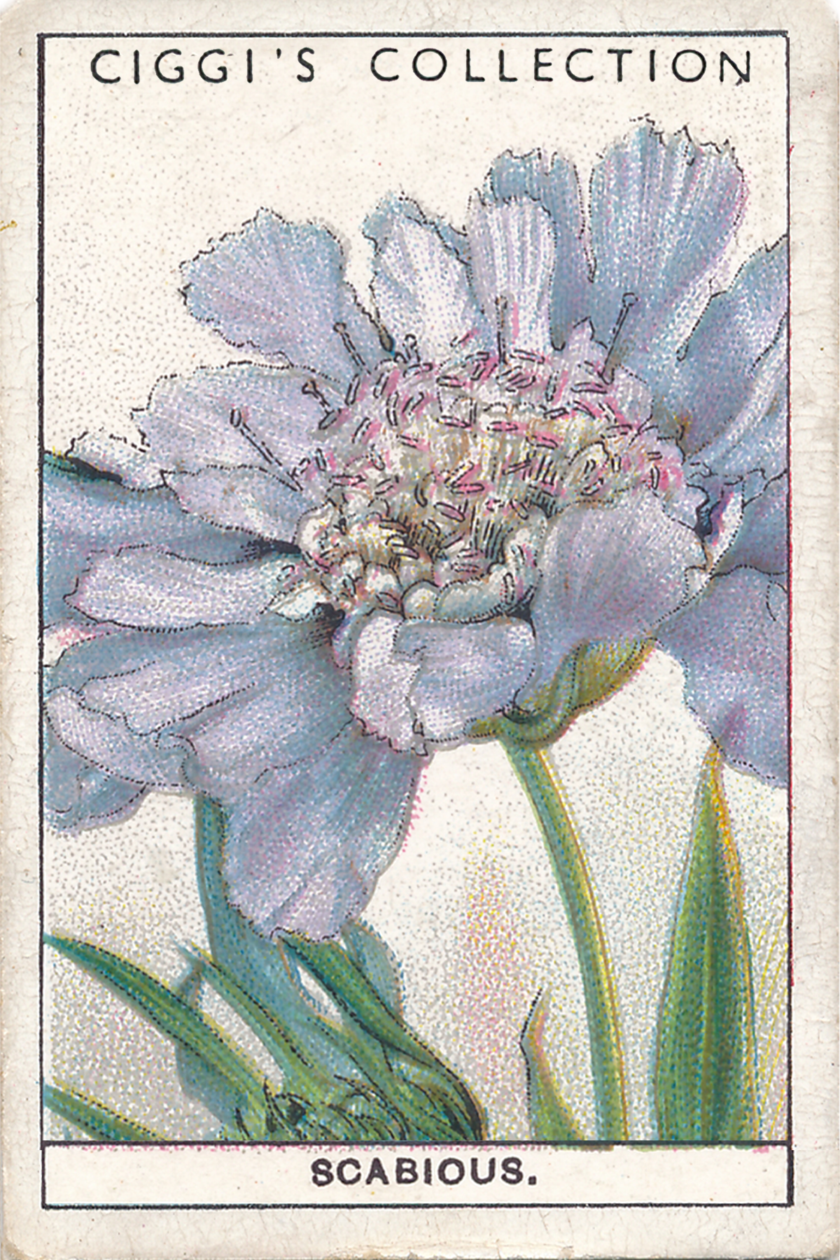 Garden Flowers 2 Posters