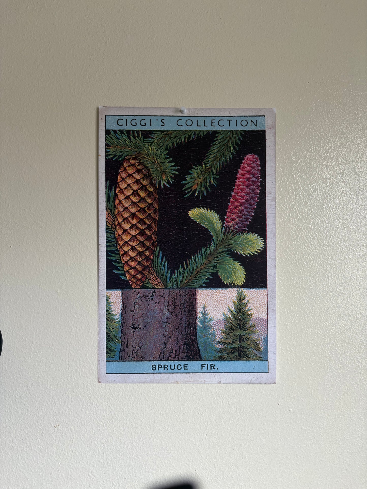 Vintage Spruce Fir Tree Print | 1930s Cigarette Card Art