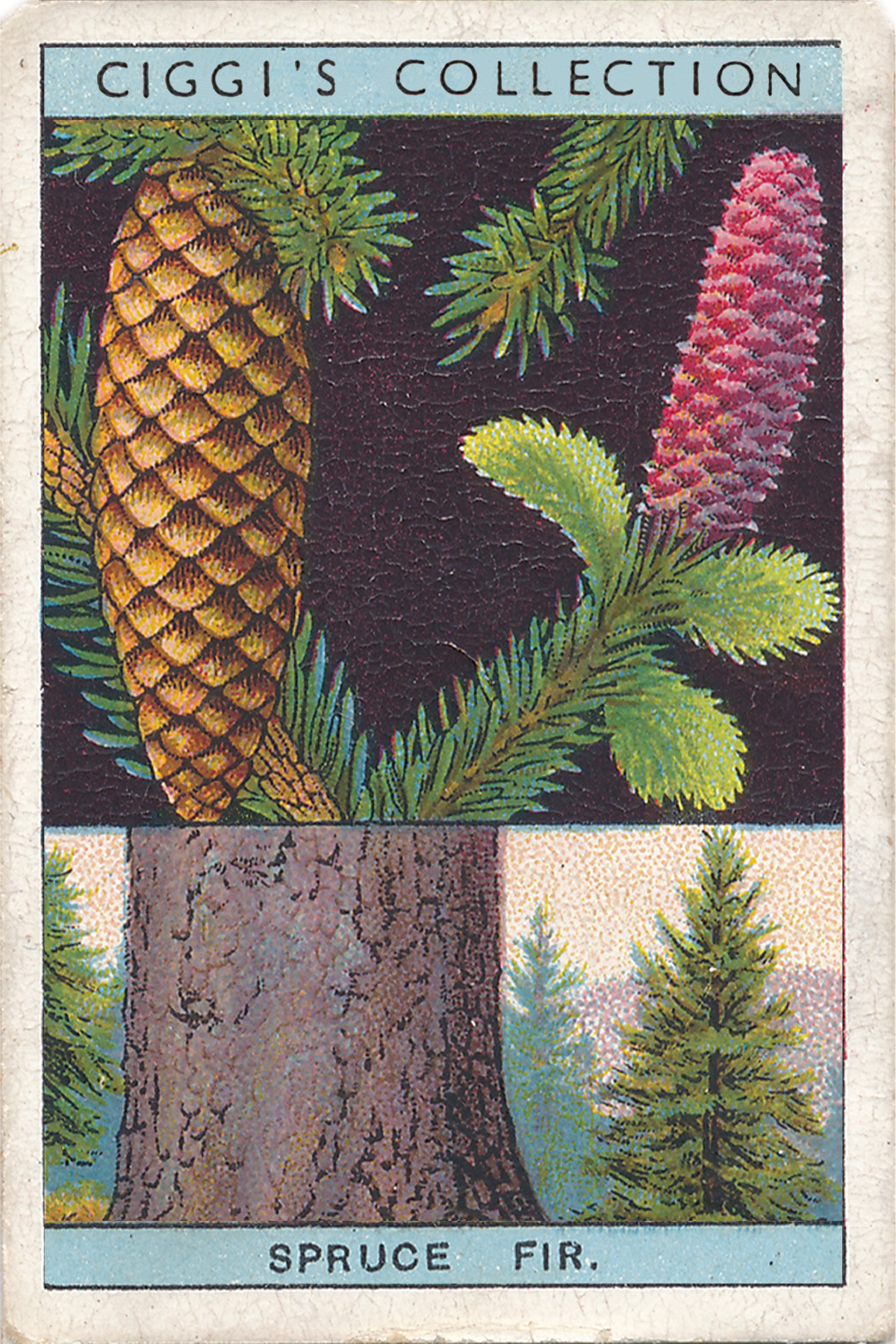 Flowering Trees & Shrubs Posters