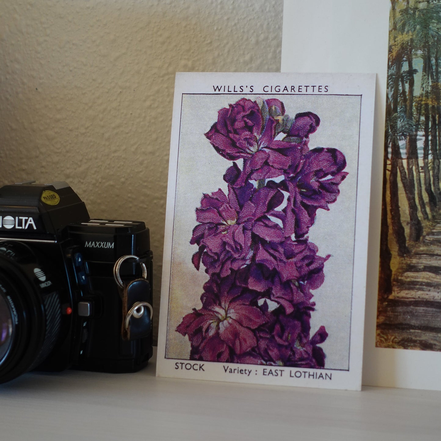 Vintage Stock Flower Print | 1930's Cigarette Card