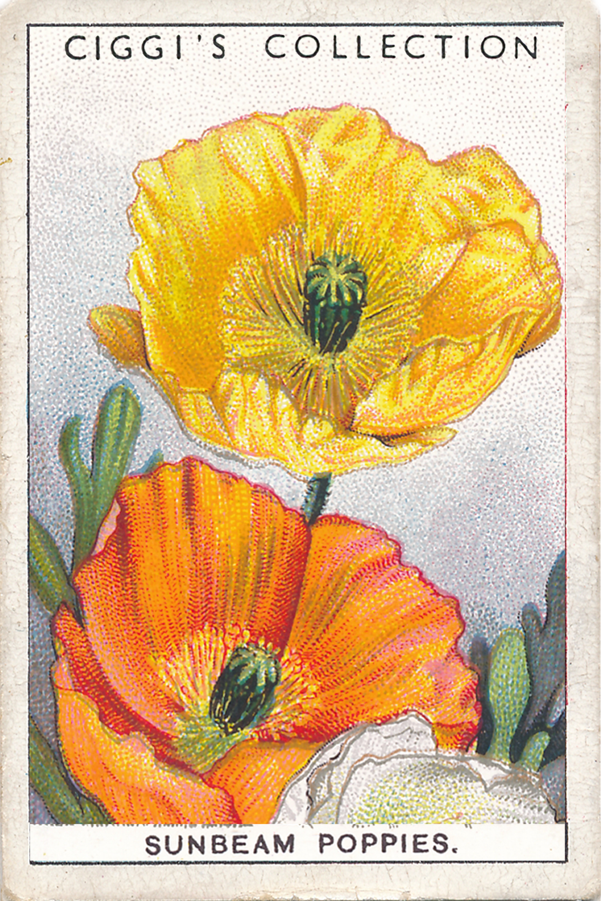 Garden Flowers 2 Posters