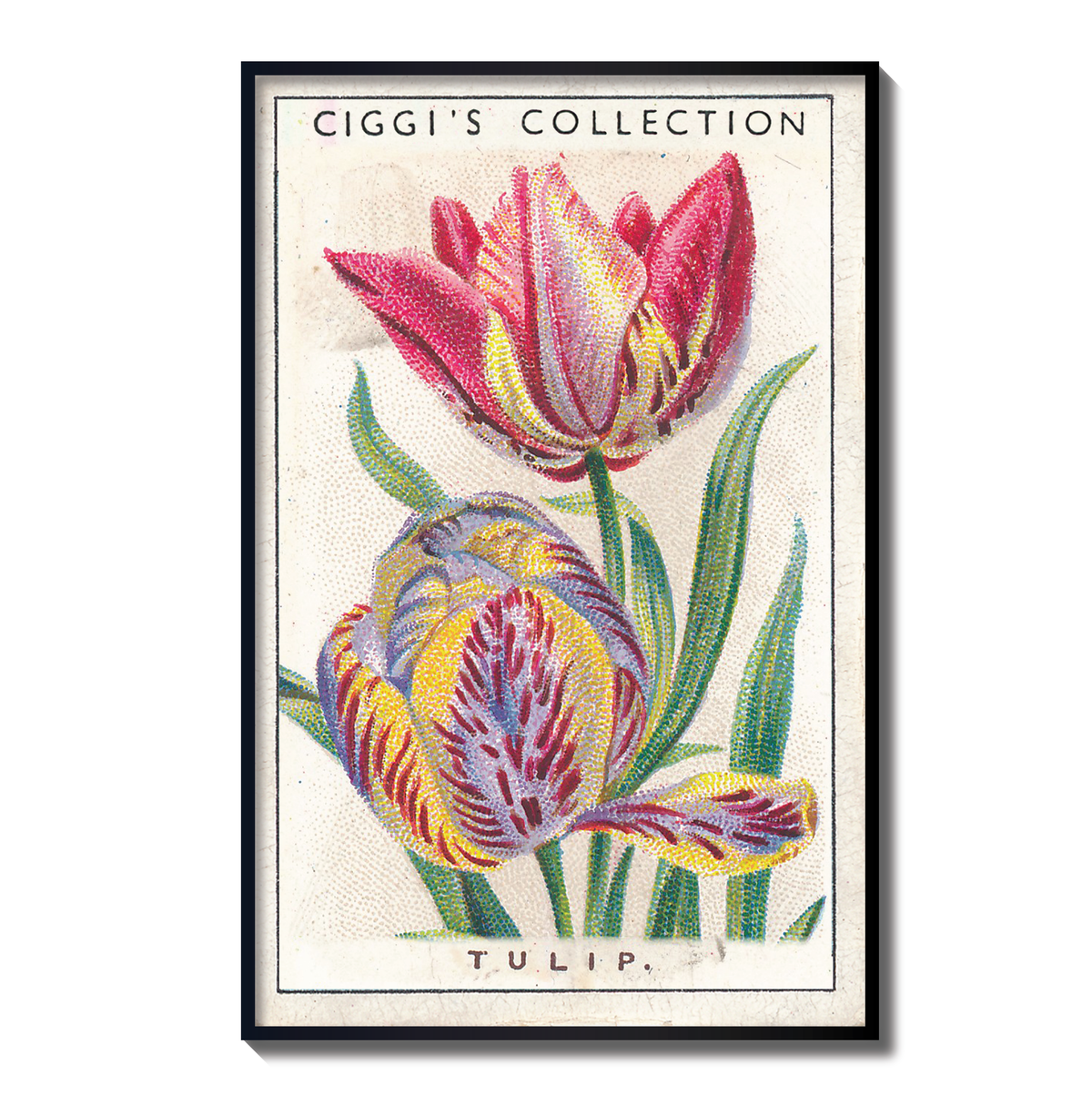 Vintage Tulip Flower Print | 1930's Cigarette Card