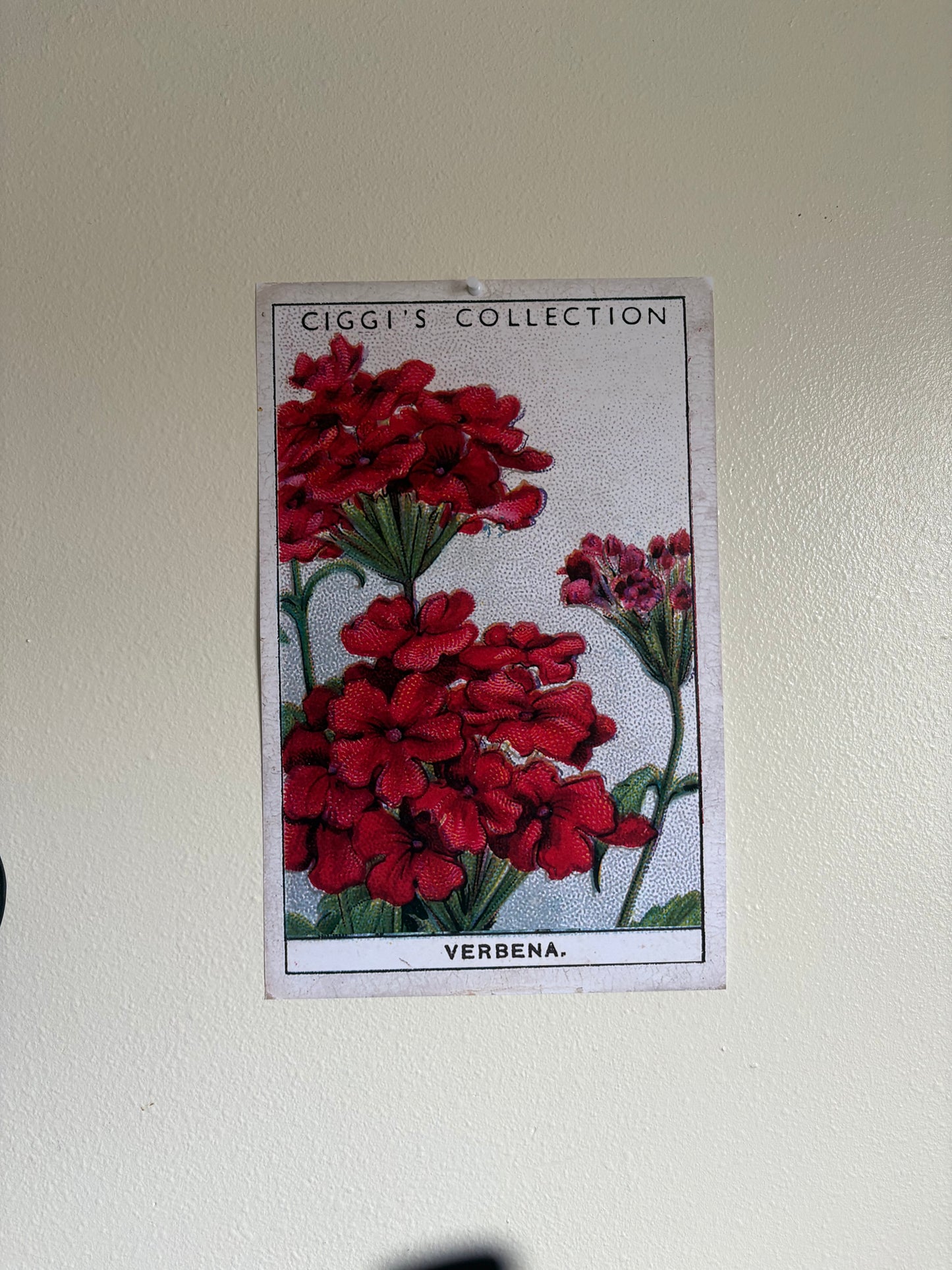 Vintage Verbena Flower Print #2 | 1930s Cigarette Card Art