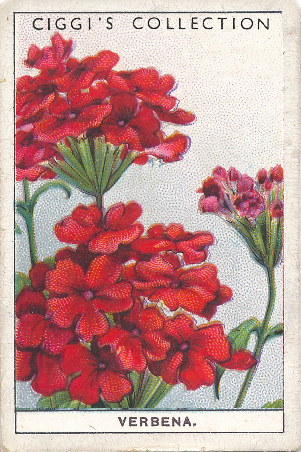 Garden Flowers 2 Posters