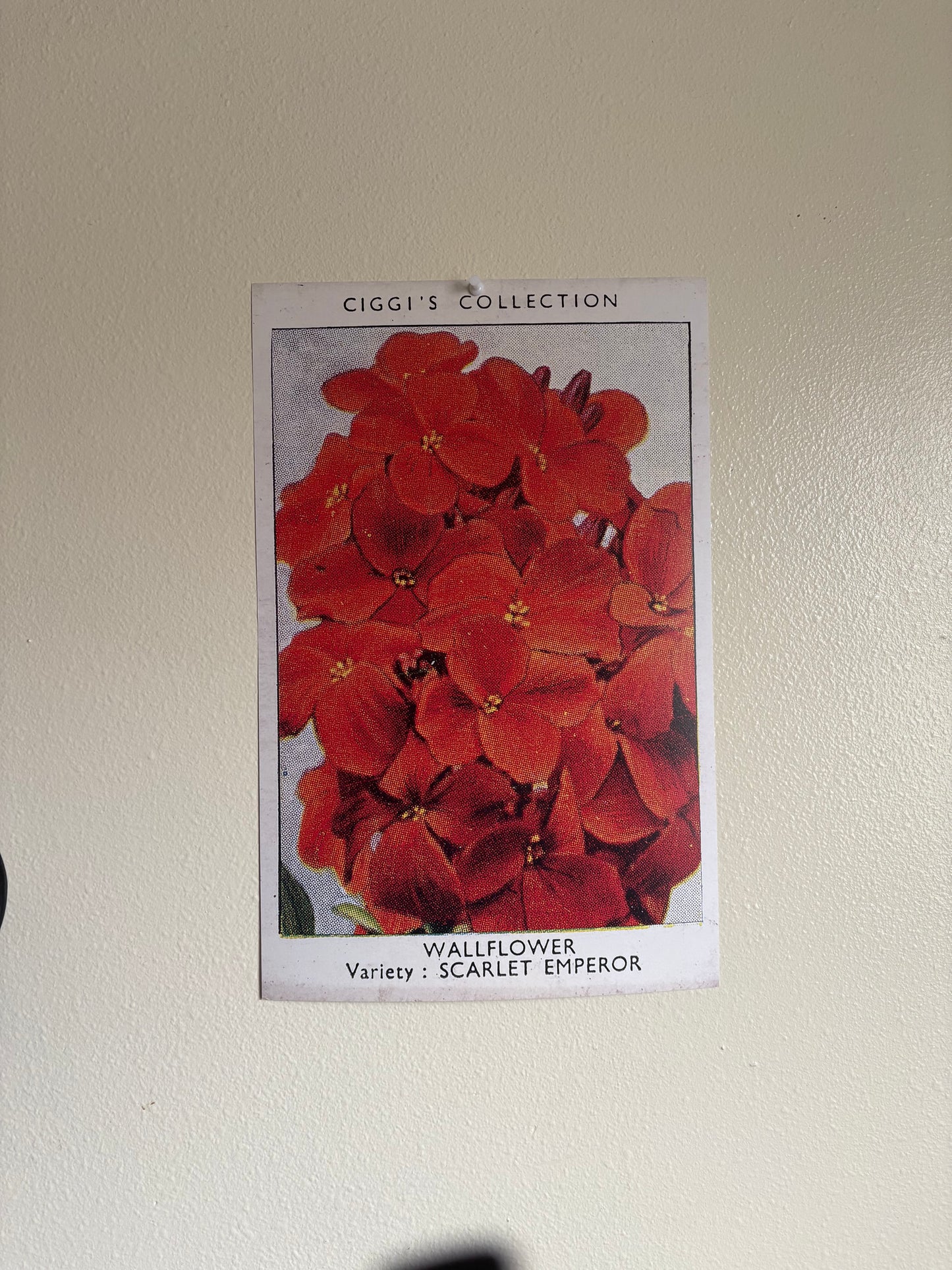 Vintage Wallflower Print | 1930s Cigarette Card Art