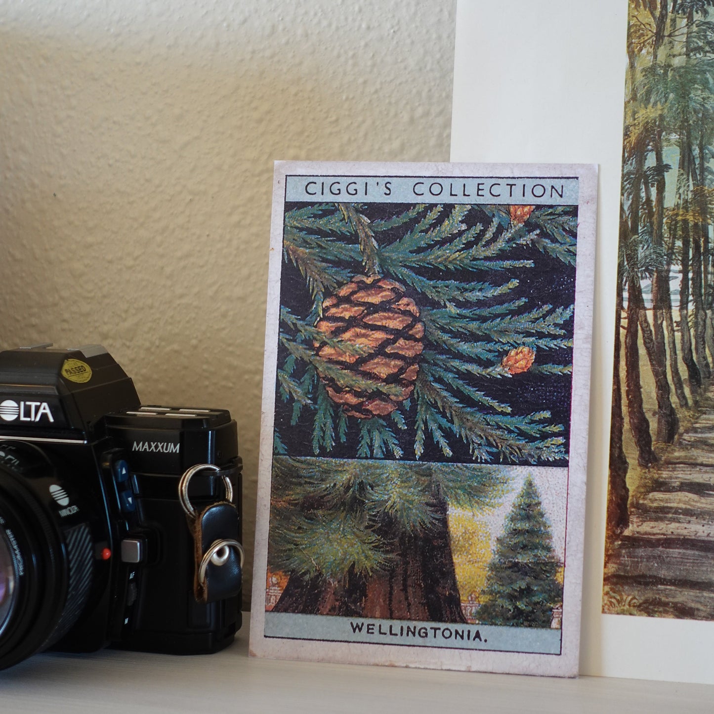Vintage Wellingtonia Tree Print | 1930's Cigarette Card