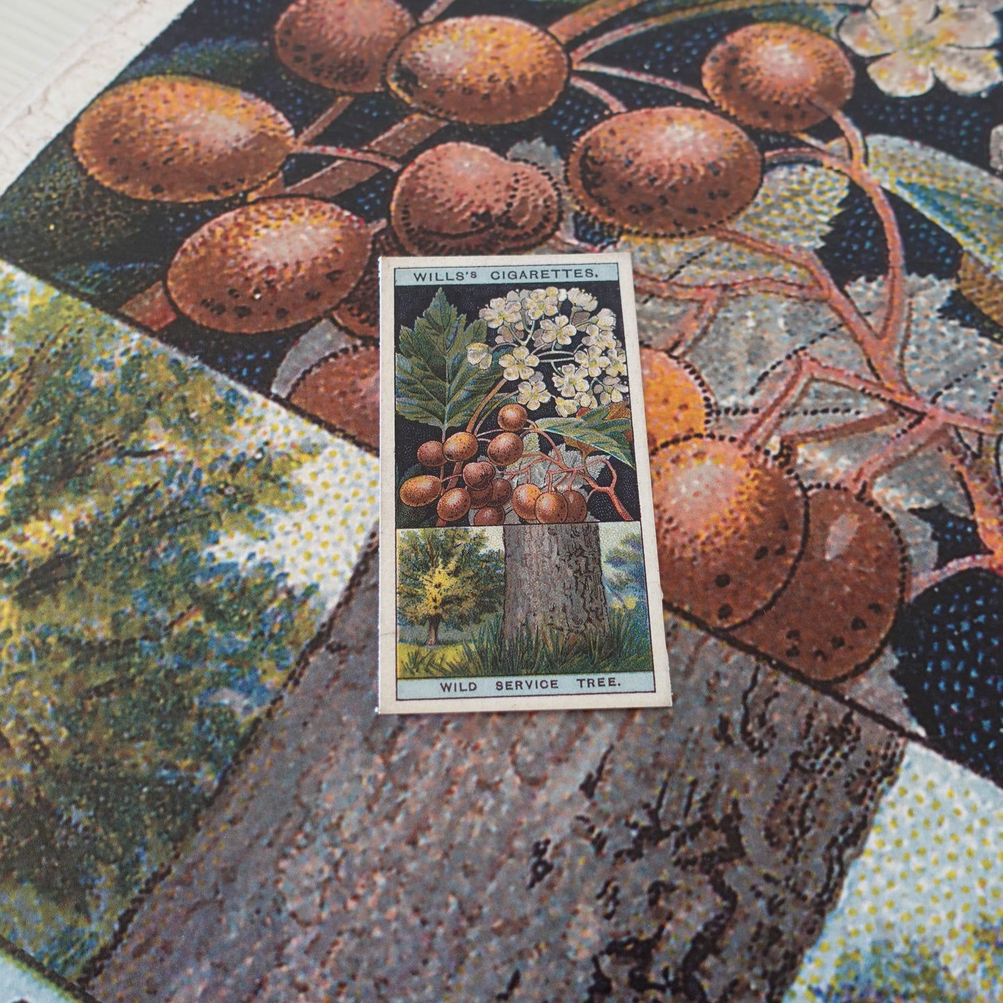 Vintage Wild Service Tree Print | 1930's Cigarette Card