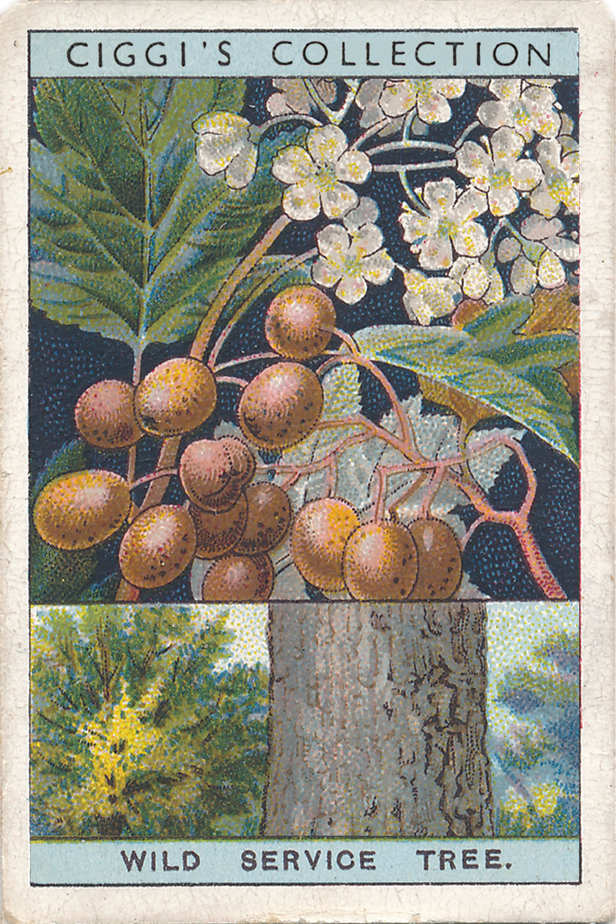 Flowering Trees & Shrubs Posters