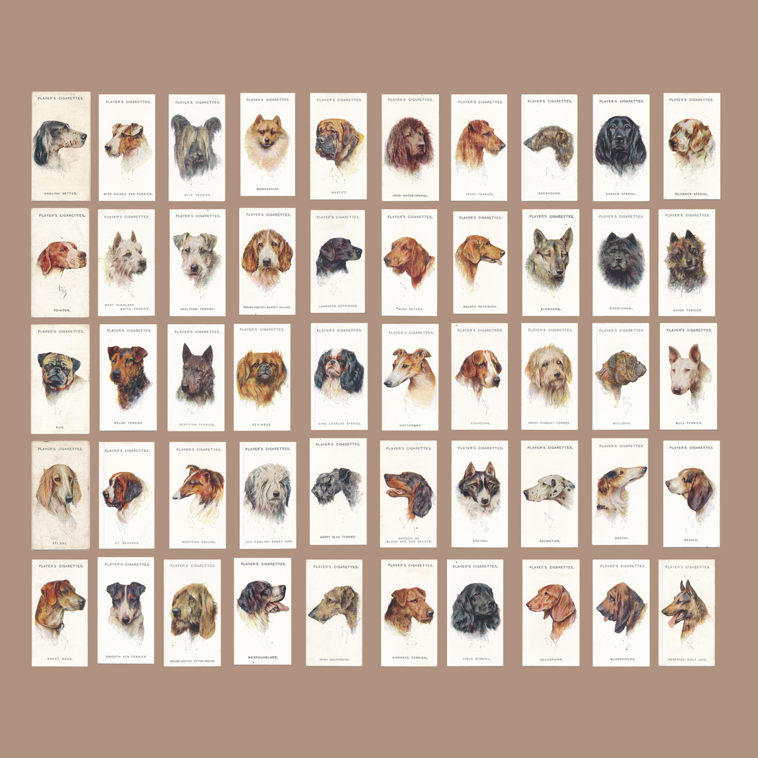 Dog Series