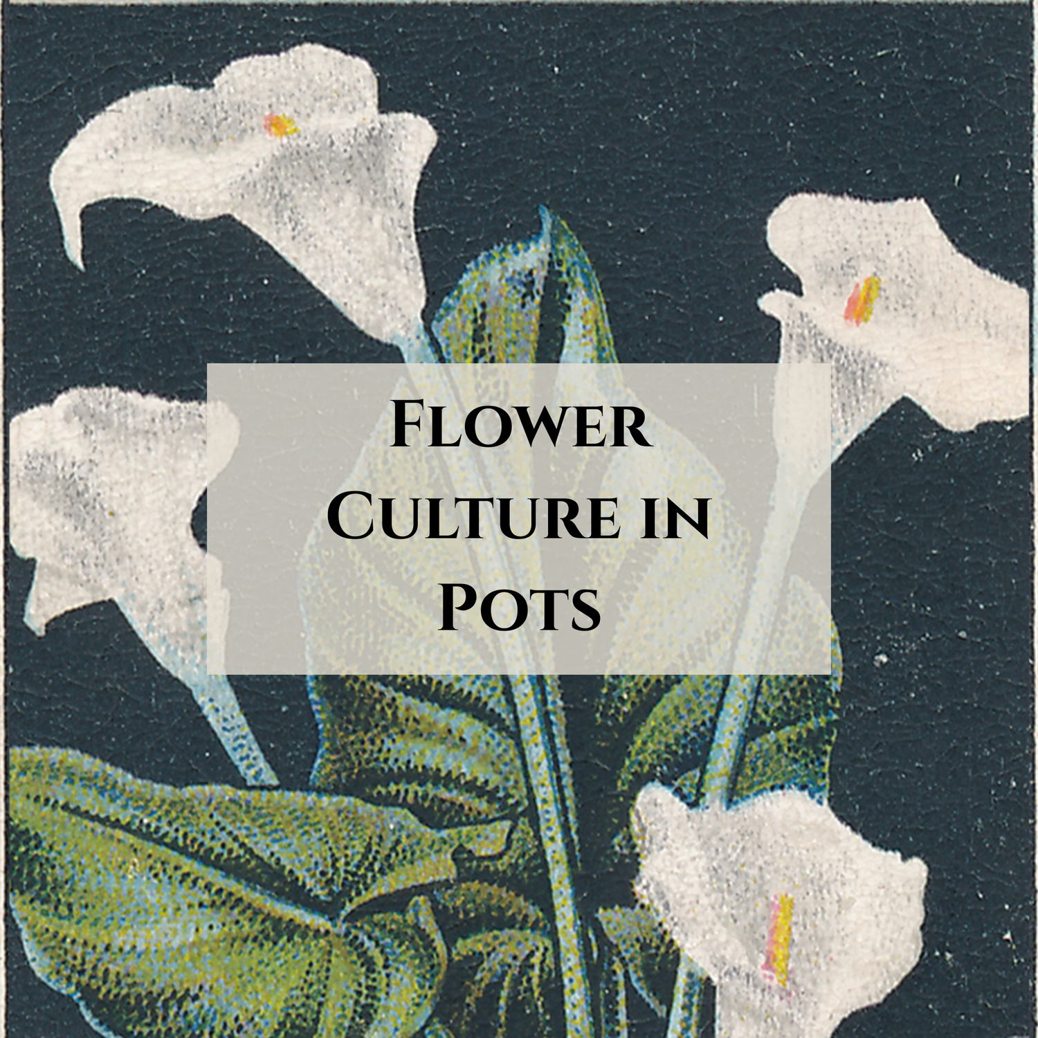 Flower Culture in Pots