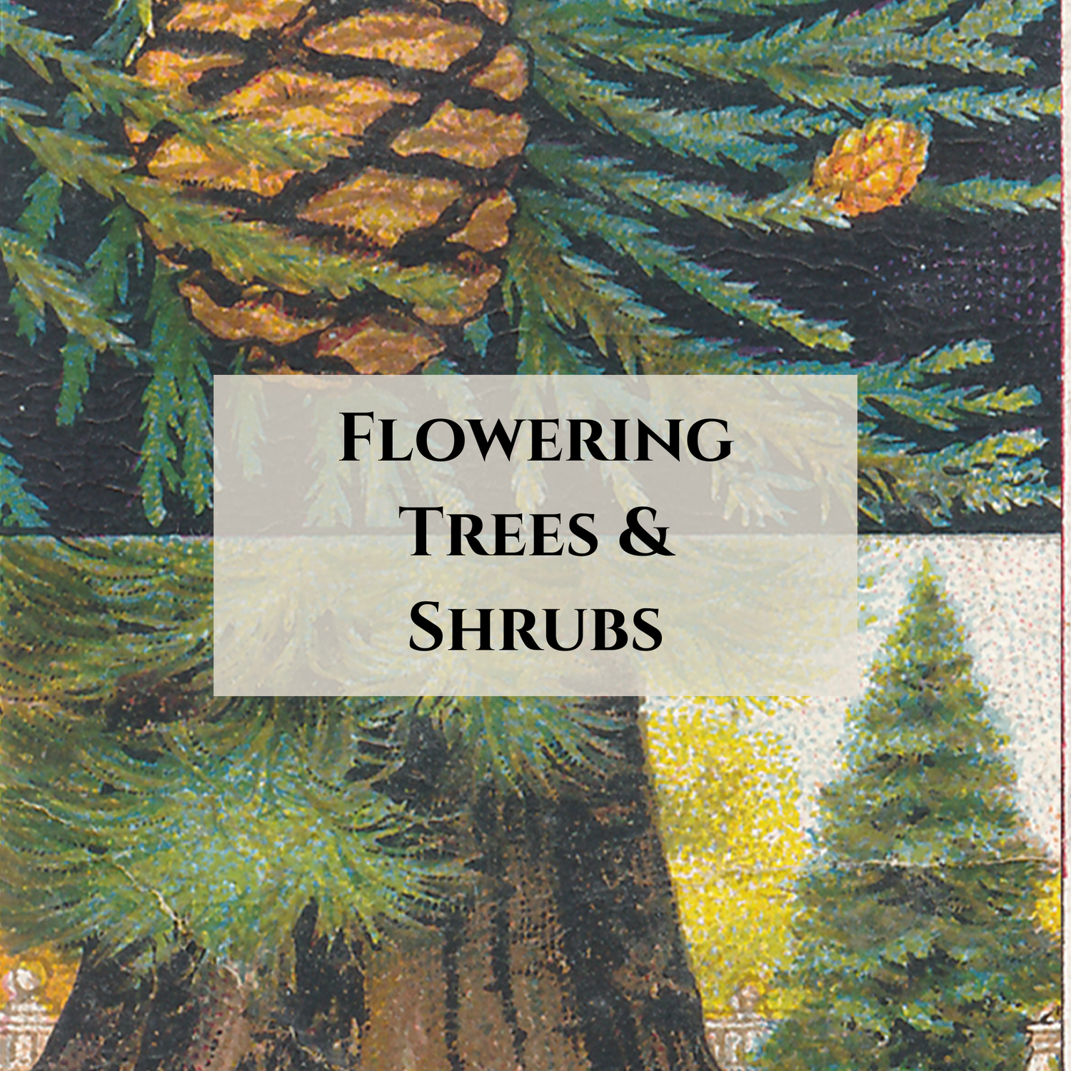 Flowering Trees & Shrubs