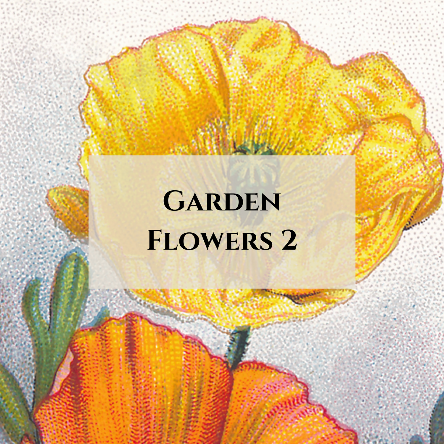 Garden Flowers 2