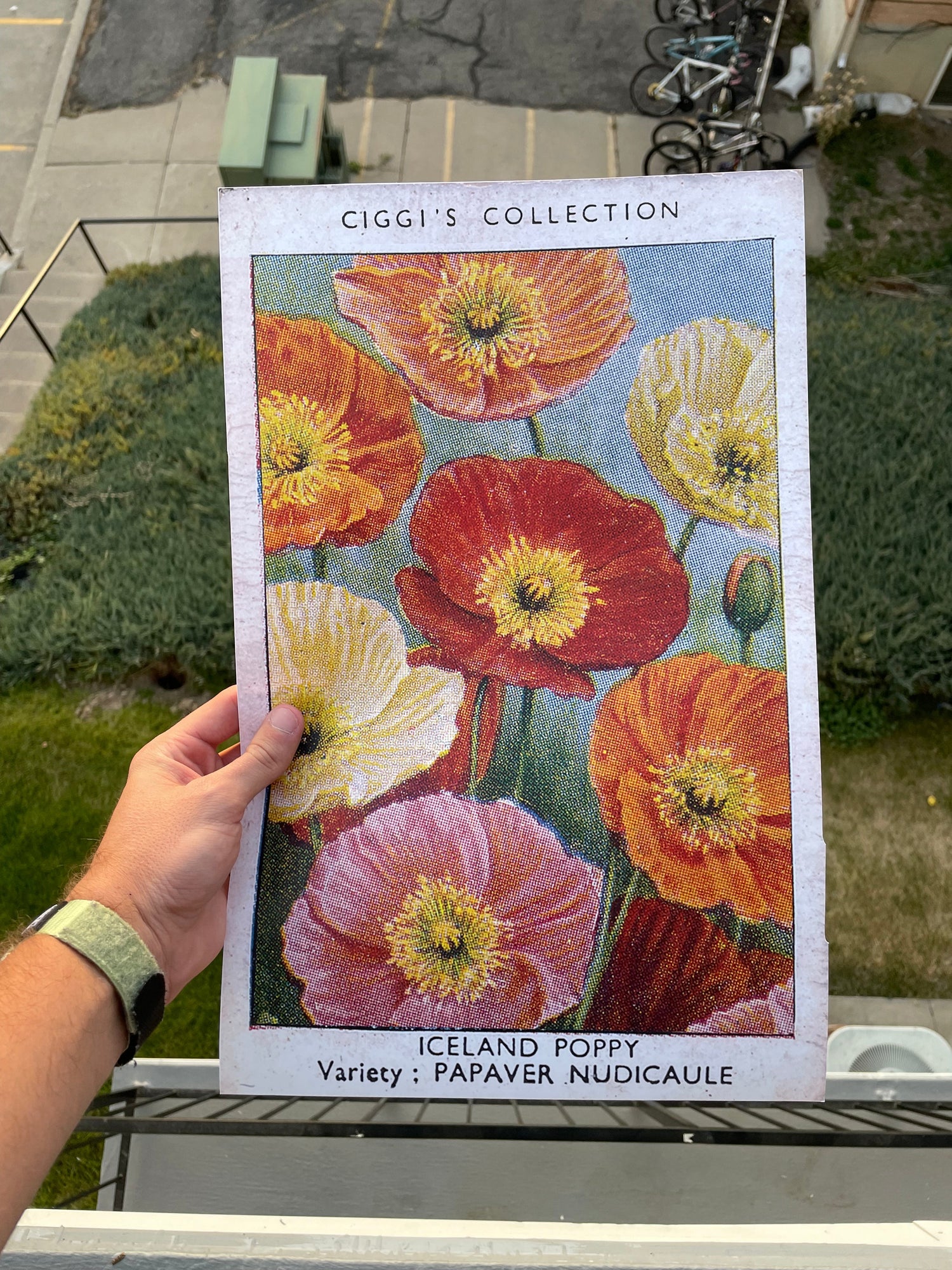 Vintage Posters Collection