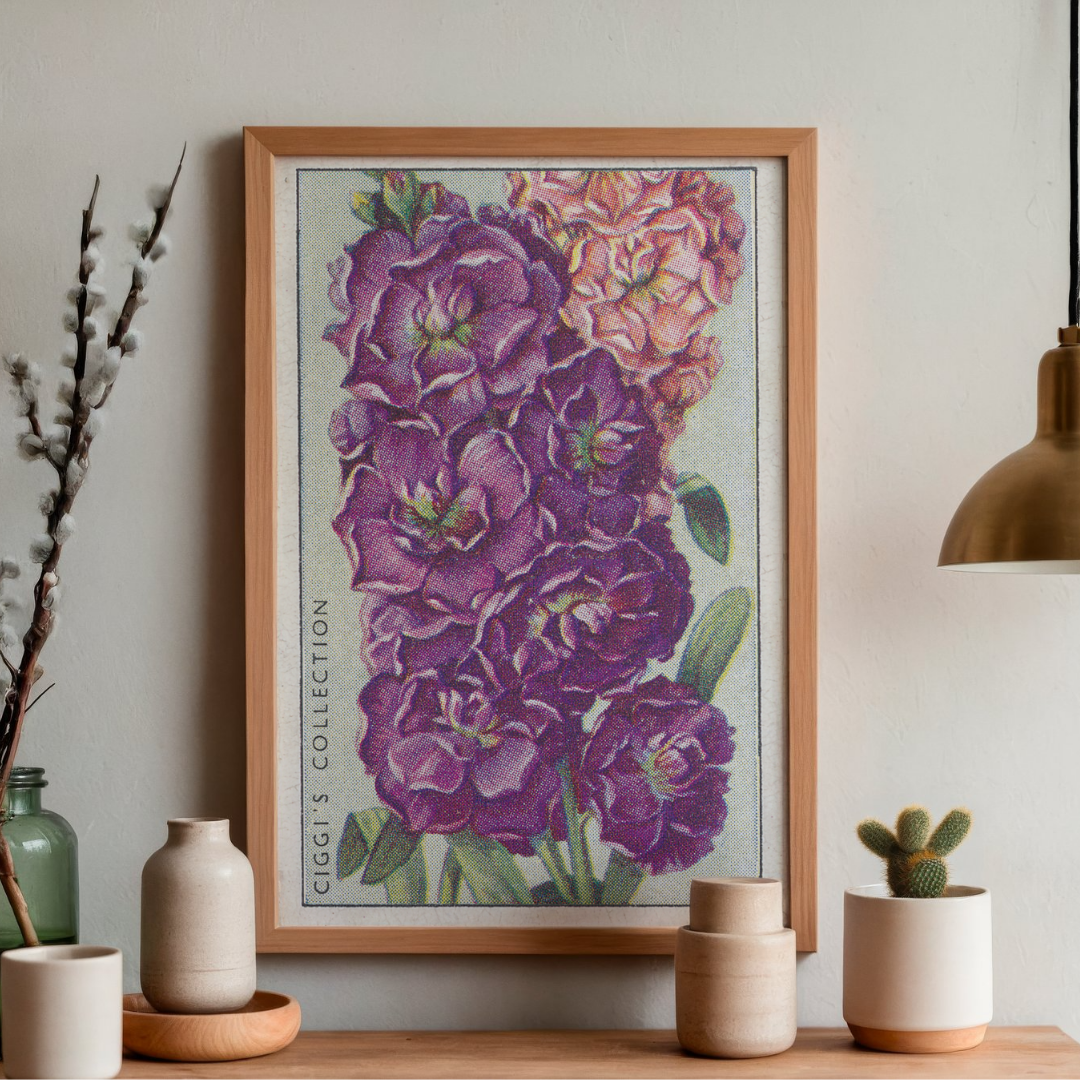 Vintage 10 Week Stock Flower Print | 1930's Cigarette Card