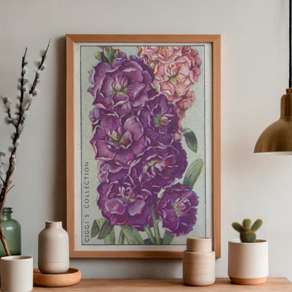 Vintage 10 Week Stock Flower Print | 1930's Cigarette Card