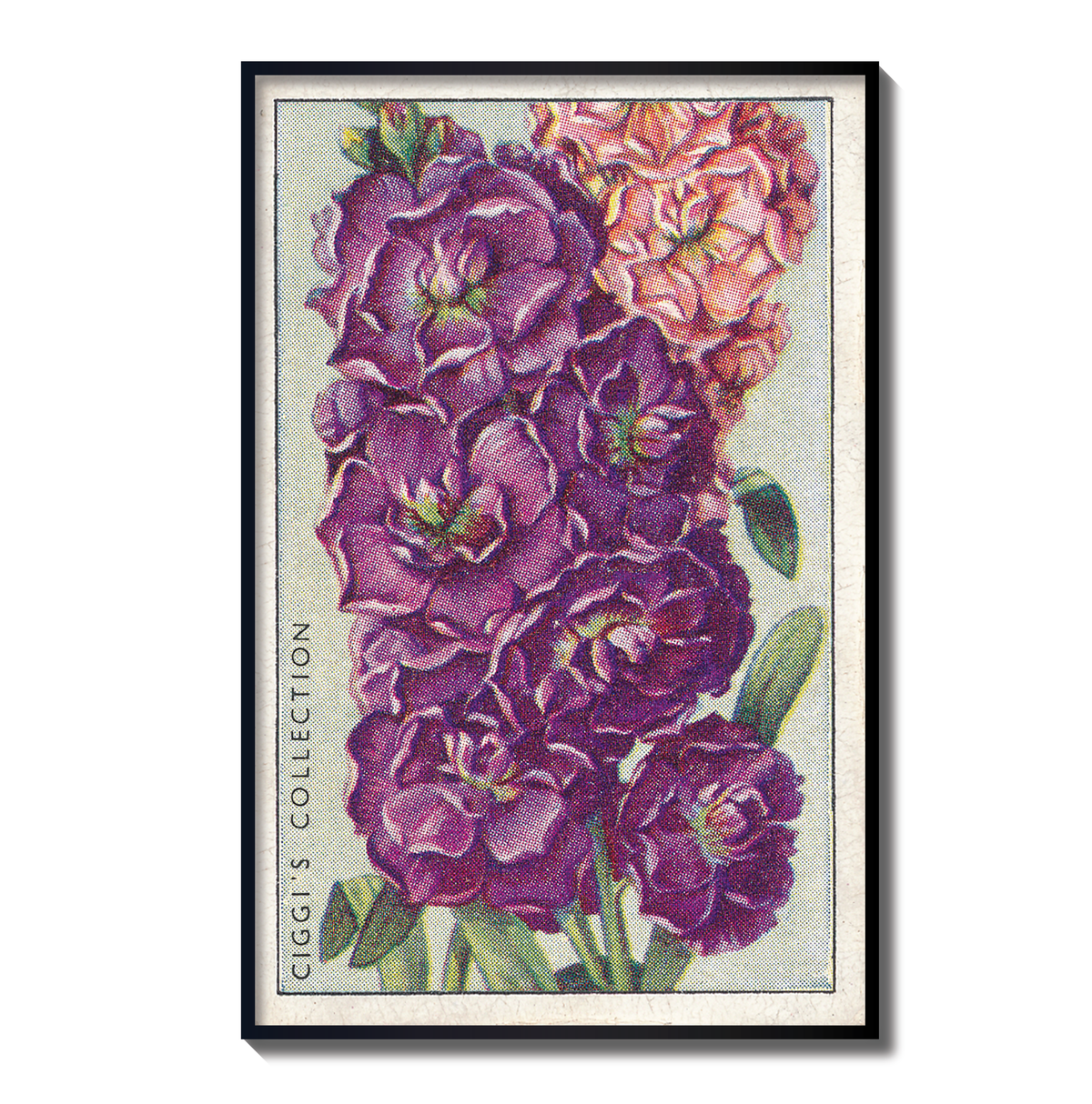 Vintage 10 Week Stock Flower Print | 1930's Cigarette Card