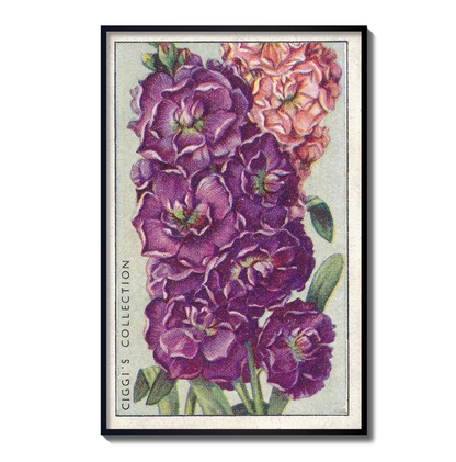 Vintage 10 Week Stock Flower Print | 1930's Cigarette Card