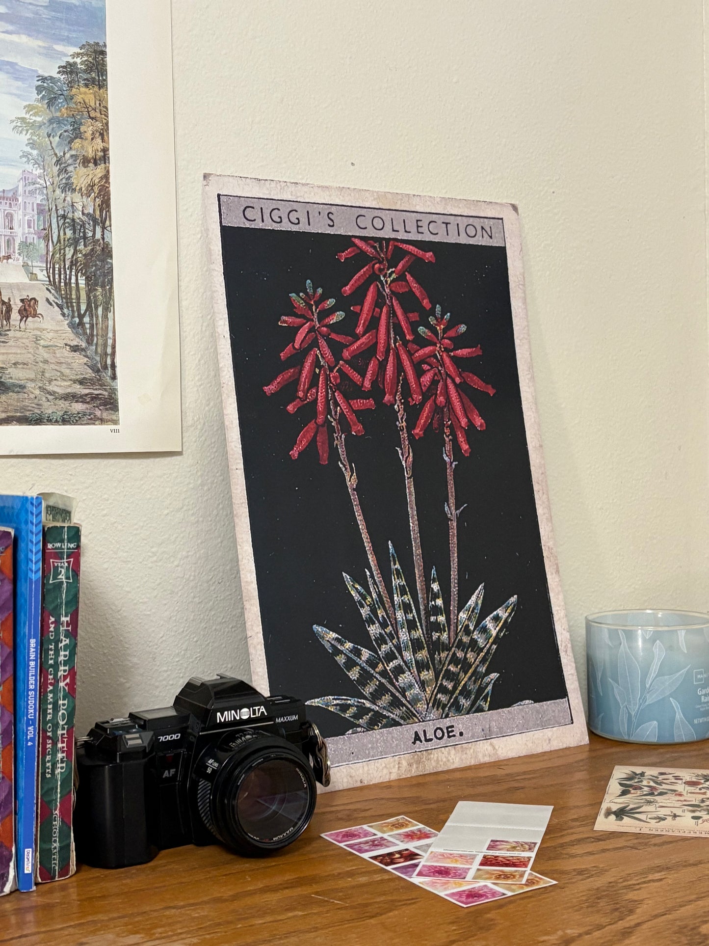 Vintage Aloe Plant Print | 1930's Cigarette Card