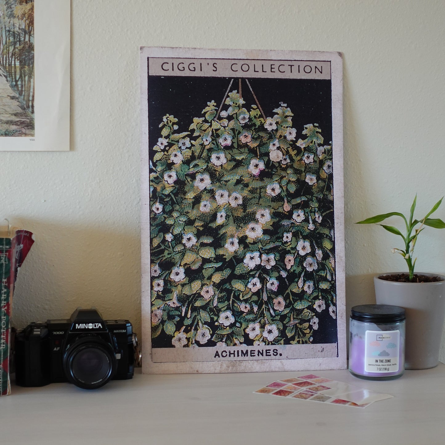 Vintage Achimenes Flower Print | 1930's Cigarette Card