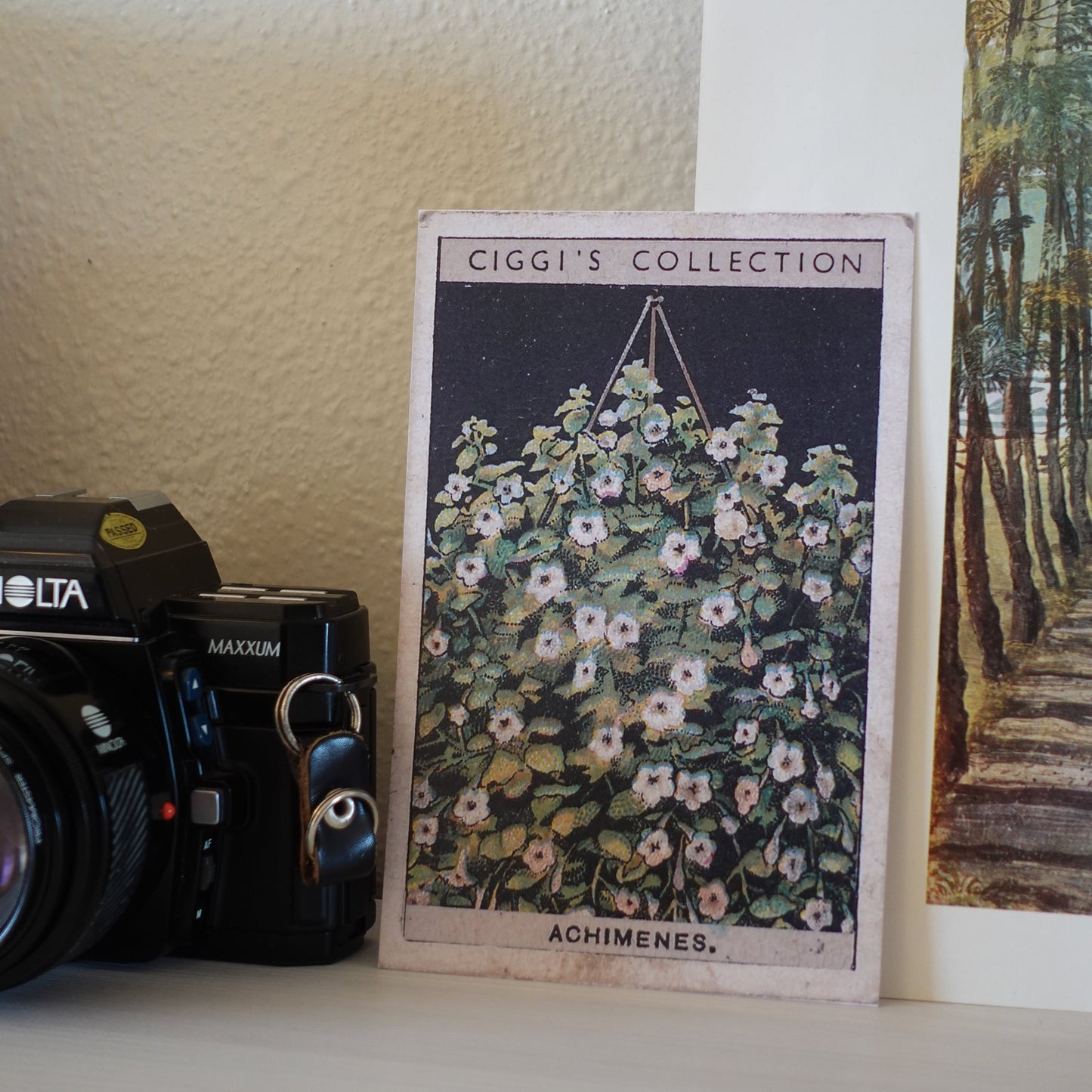 Vintage Achimenes Flower Print | 1930's Cigarette Card