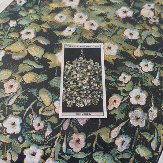 Vintage Achimenes Flower Print | 1930's Cigarette Card