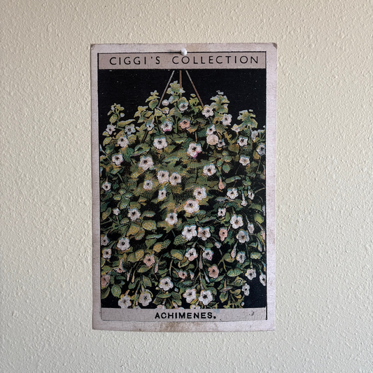 Vintage Achimenes Flower Print | 1930's Cigarette Card