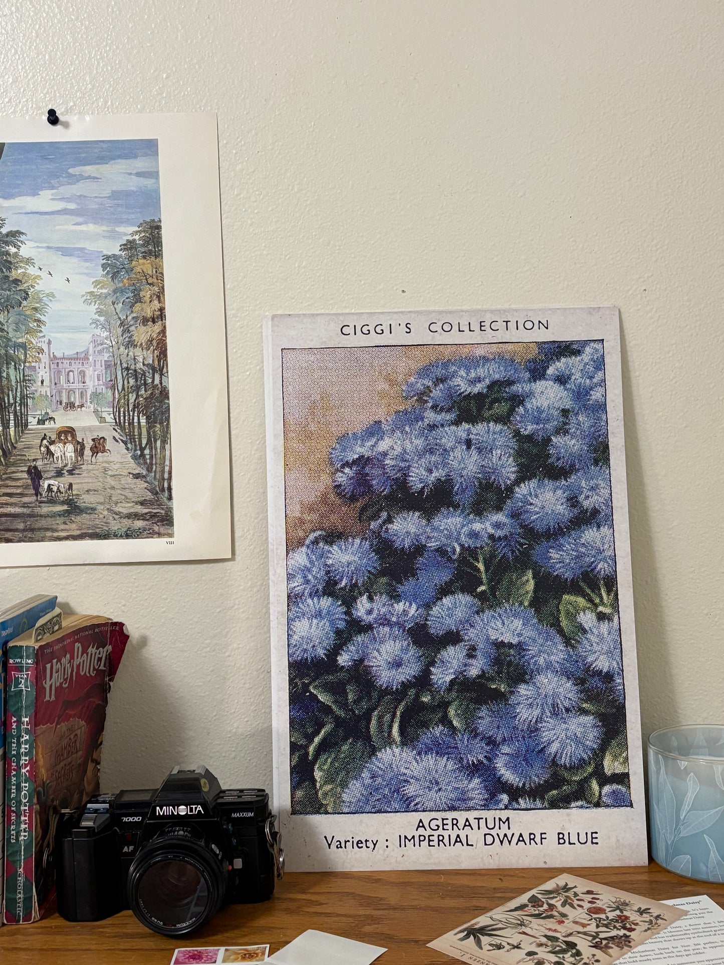 Vintage Ageratum Flower Print | 1930's Cigarette Card