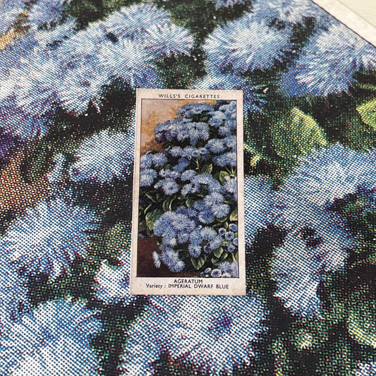 Vintage Ageratum Flower Print | 1930's Cigarette Card