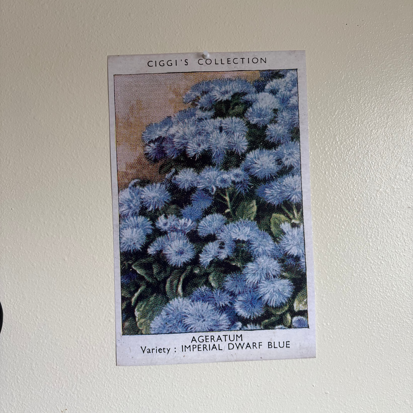 Vintage Ageratum Flower Print | 1930's Cigarette Card