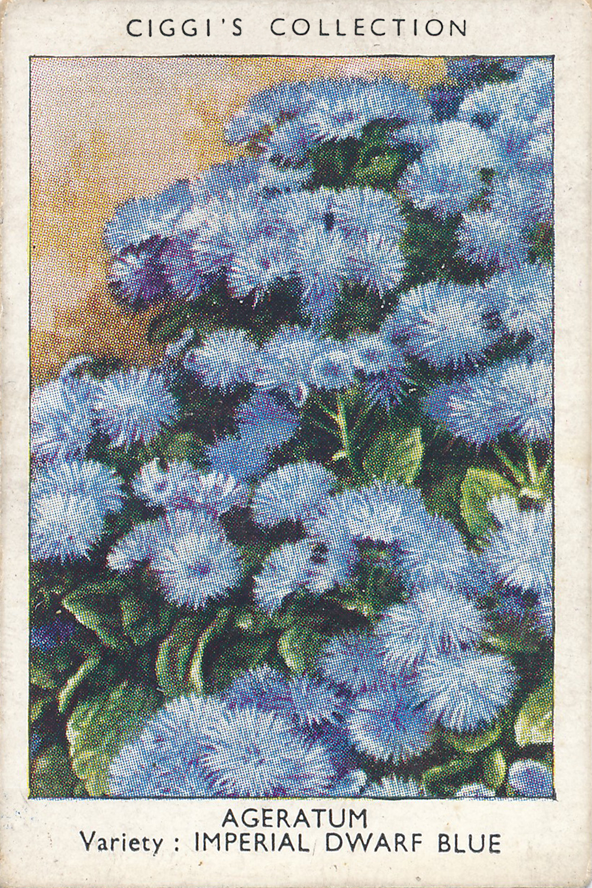 Garden Flowers Posters