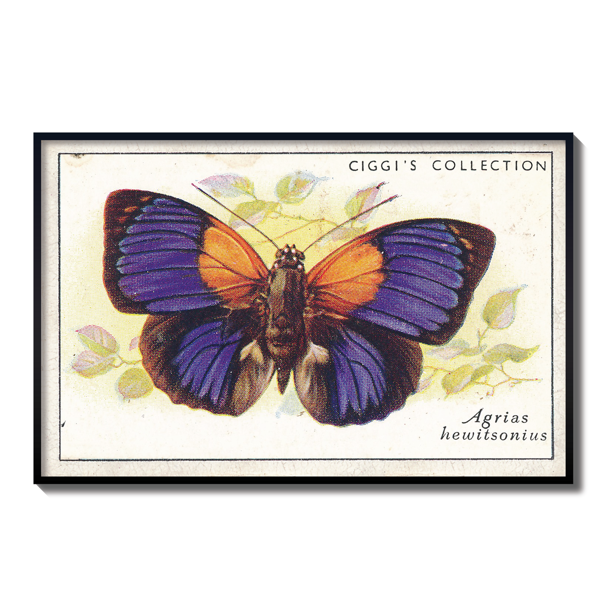 Vintage Agrias Butterfly Print | 1930s Cigarette Card Art