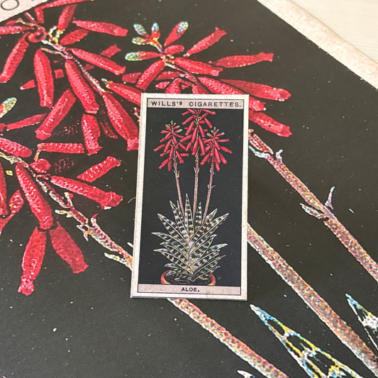 Vintage Aloe Plant Print | 1930's Cigarette Card