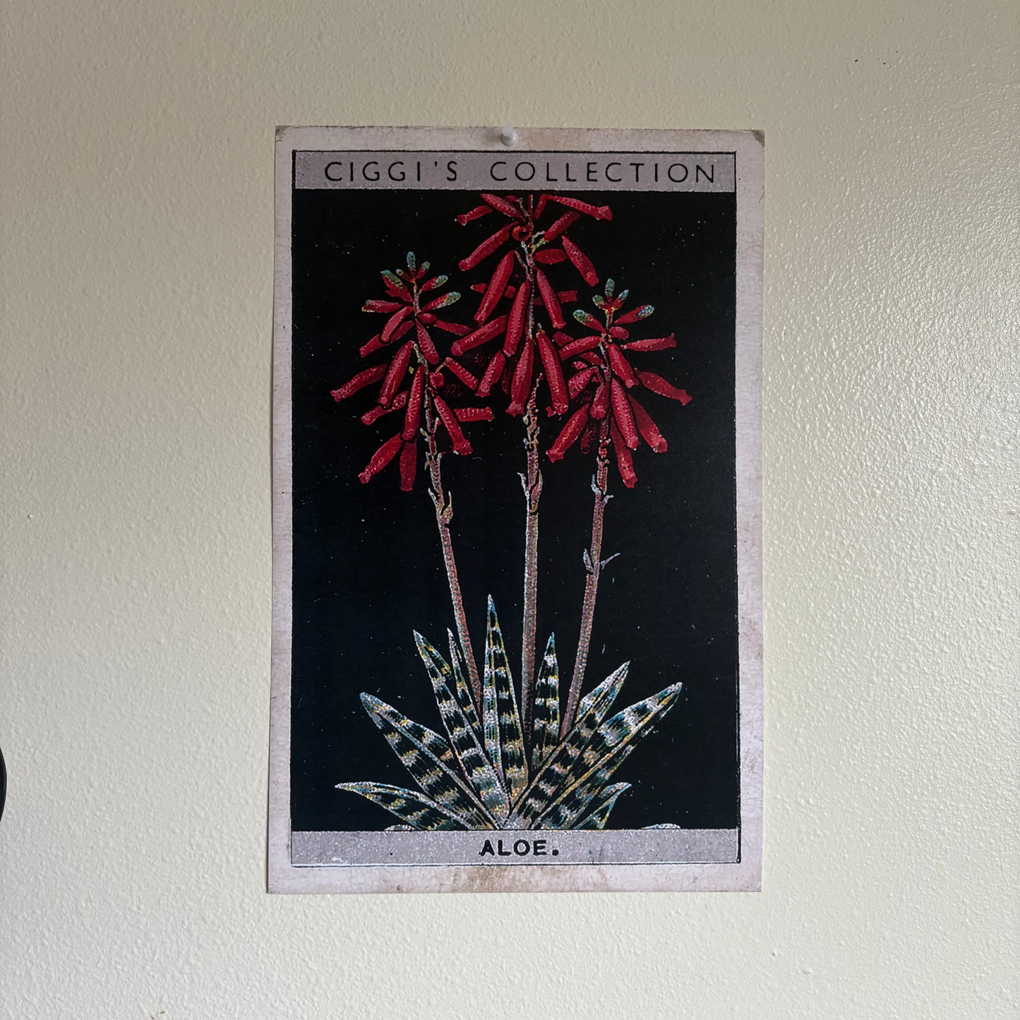 Vintage Aloe Plant Print | 1930's Cigarette Card