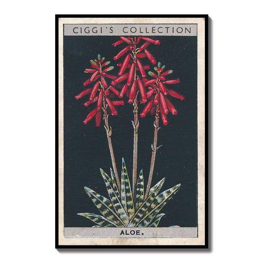 Vintage Aloe Plant Print | 1930's Cigarette Card