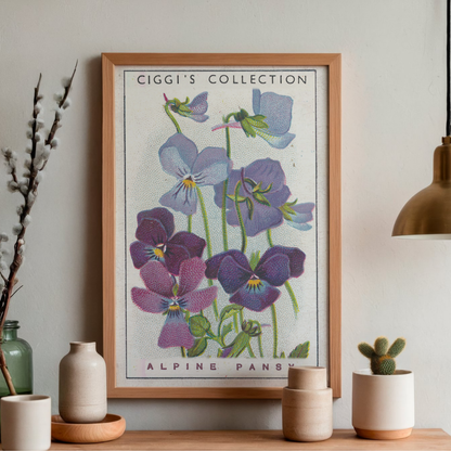 Vintage Alpine Pansy Flower Print | 1930's Cigarette Card