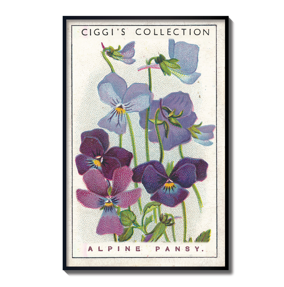 Vintage Alpine Pansy Flower Print | 1930's Cigarette Card