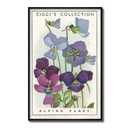 Vintage Alpine Pansy Flower Print | 1930's Cigarette Card