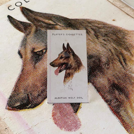 Vintage Alsatian Wolf Dog Print | 1930's Cigarette Card